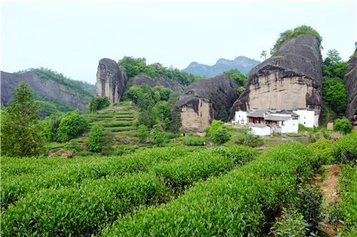 武夷山马头岩茶园一景 所制岩茶以马头岩肉桂为主