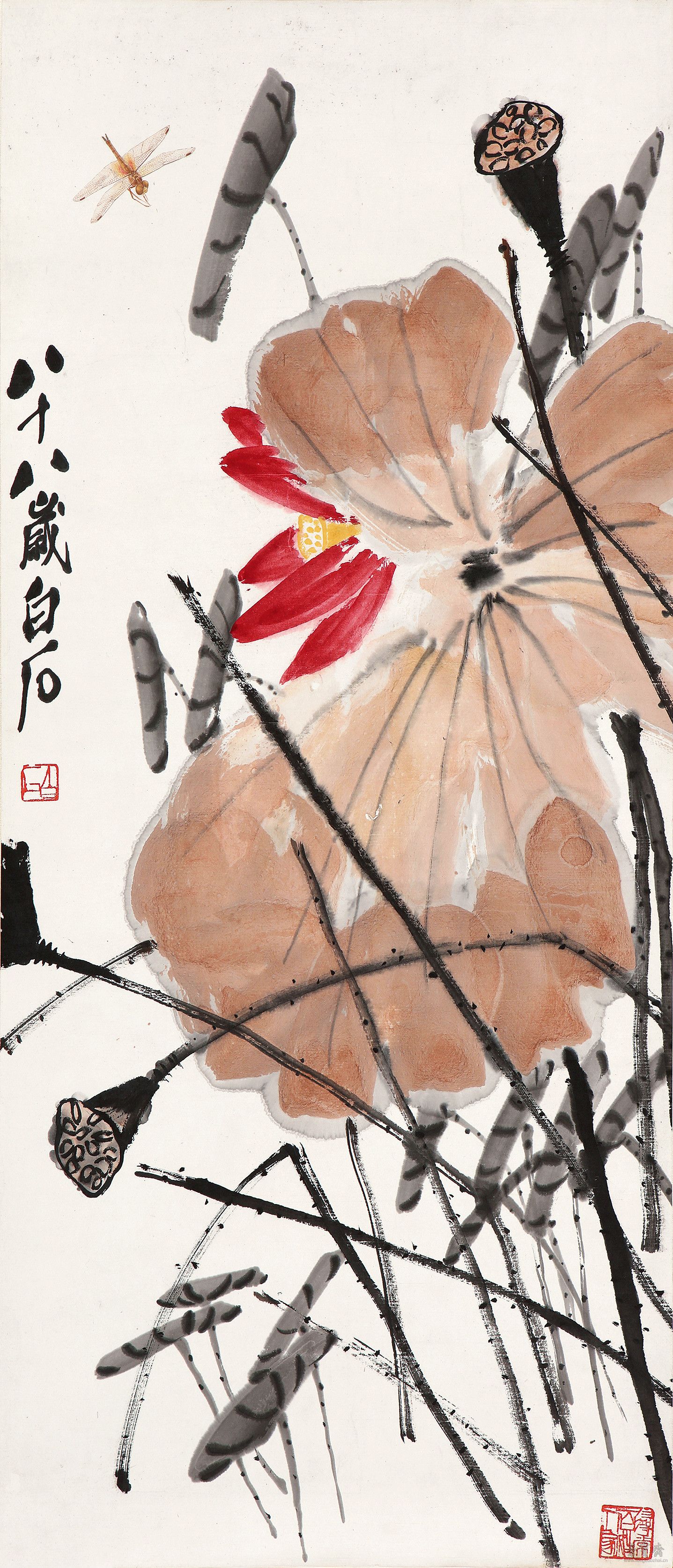 荷花蜻蜓